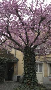 arbre en fleurs dans la cour de la maison Ravoux