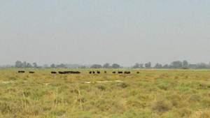 champ avec des taureaux au loin