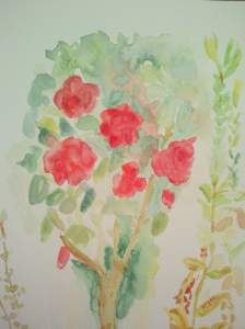 Aquarelle "rosier de mon jardin" pascale coutoux